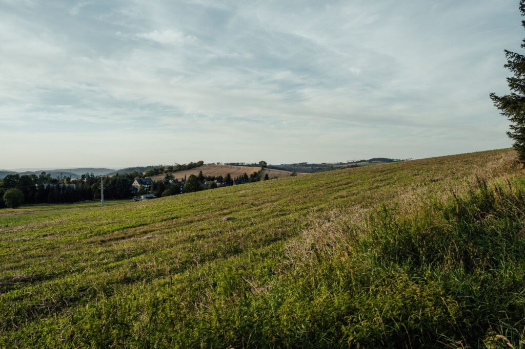 Zielone